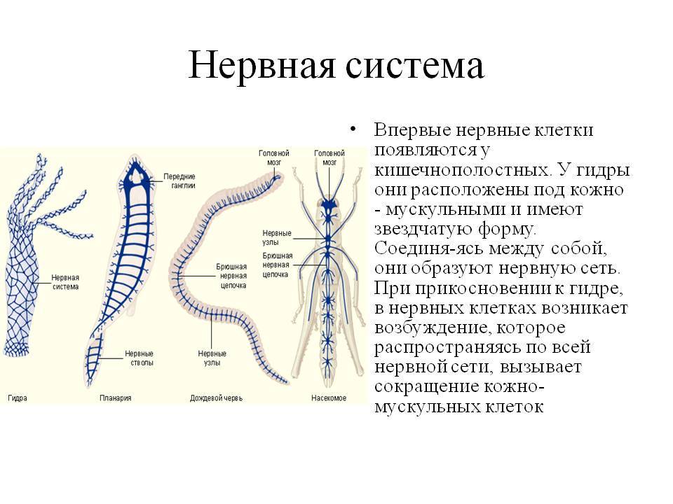 Кракен нарк